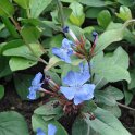 Ceratostigma plumbaginoides fleur P19